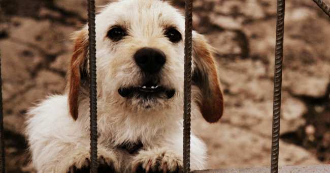 dog bars
