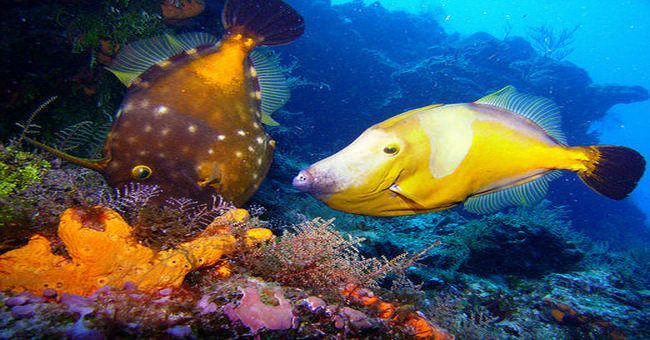 fish