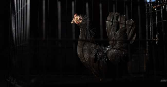 hen cage