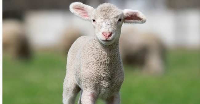 sheep