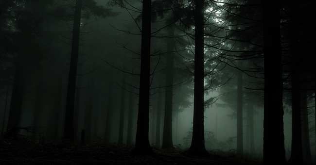forest dark