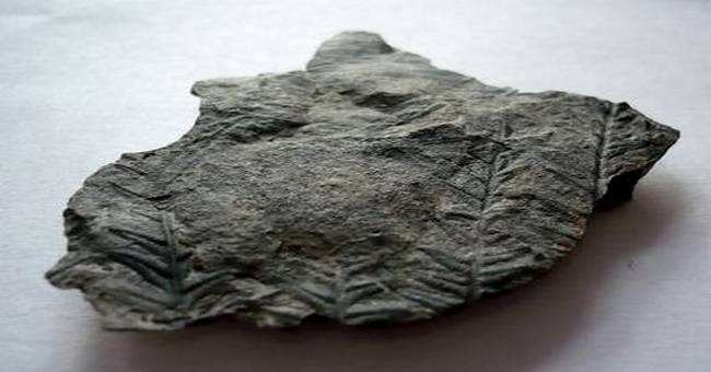 coal leaf